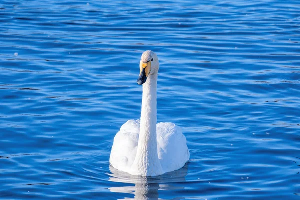 アルタイ準州のスヴェトロー湖での白鳥の越冬 ロシア — ストック写真