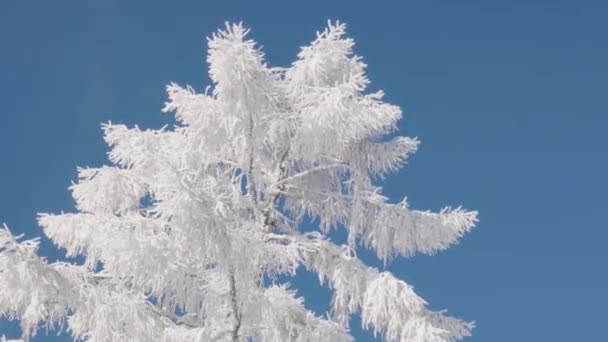 Inverno Nel Territorio Altai Passo Komarinsky Russia — Video Stock