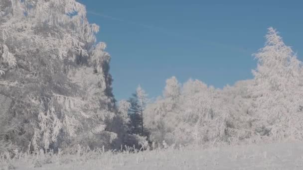 アルタイ地方の冬 コマリンスキーパス ロシア — ストック動画