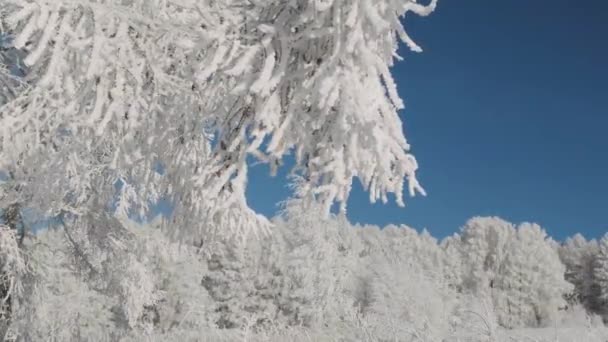 Invierno Territorio Altai Paso Komarinsky Rusia — Vídeos de Stock