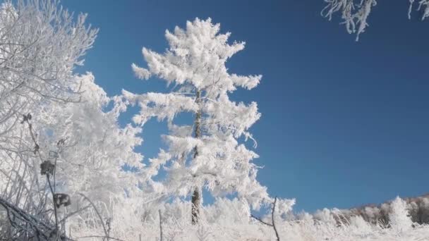 Invierno Territorio Altai Paso Komarinsky Rusia — Vídeos de Stock