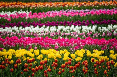 Renkli laleler tarlası. Bir sürü renkli lale yatağı. Seçici odaklanma. Tatil Arkaplanı Renkli bir çiçek denizi. 