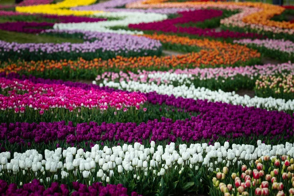 Champ Multicolore Tulipes Une Mer Colorée Fleurs Concentration Sélective Ondes — Photo