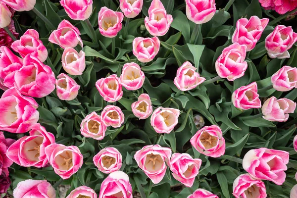Текстура Розовых Тюльпанов Вид Сверху Плоский Лежал — стоковое фото