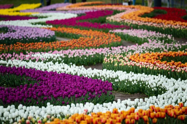 Champ Coloré Tulipes Lit Tulipes Dans Parc Concentration Sélective — Photo