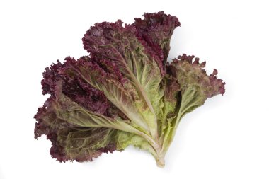 Ruby leaf lettuce (Lactuca sativa) on white background isolated. Clipping path incloud. Red lettuce bunch.