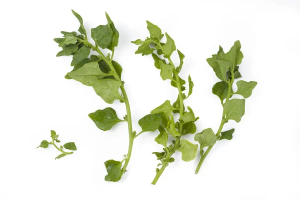 New Zealand Spinach Tetragonia Tetragonoides White Background Isolated Clipping Path — Stock Photo, Image