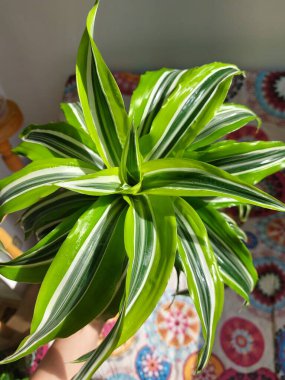 Dracaena Limonlu Salon Bitkisi