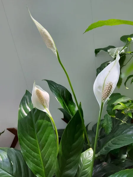 Spathiphyllum Zimmerpflanze Blüht Stockfoto