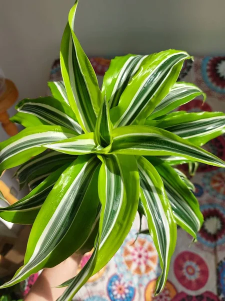 Dracaena Lemon Lime Zimmerpflanze lizenzfreie Stockfotos