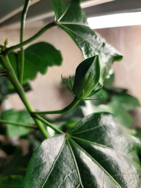 Hibiscus tomurcuklanmaya başlar