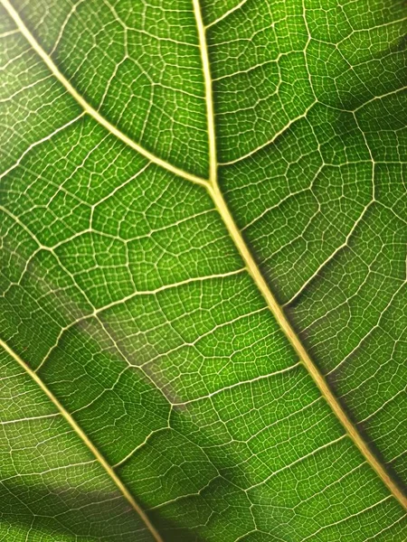 Ficus Lyrataのマクロ写真 — ストック写真