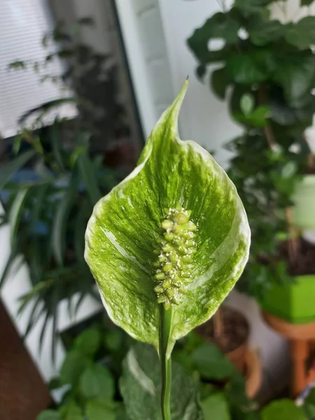 Spathiphyllum Grüne Blume Blüht lizenzfreie Stockbilder