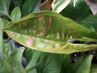 Sengonyum yapraklı ev bitkisi