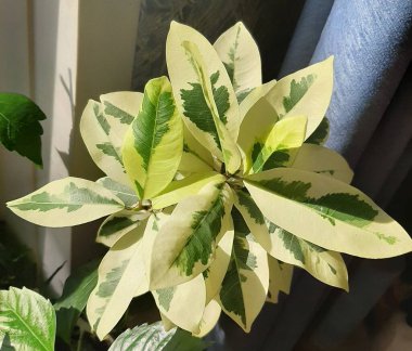 Ficus Microcarpa Albomarginata kapalı alan bitkisi