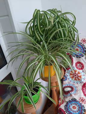 Balkonda klorofilyum var.