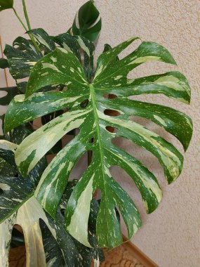 Canavar Tayland Takımyıldızı Yaprağı