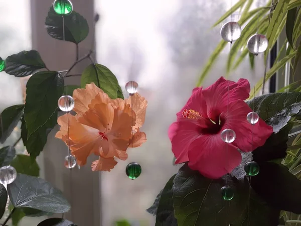 Hibiskus Zimmerpflanzen Blühen — Stockfoto