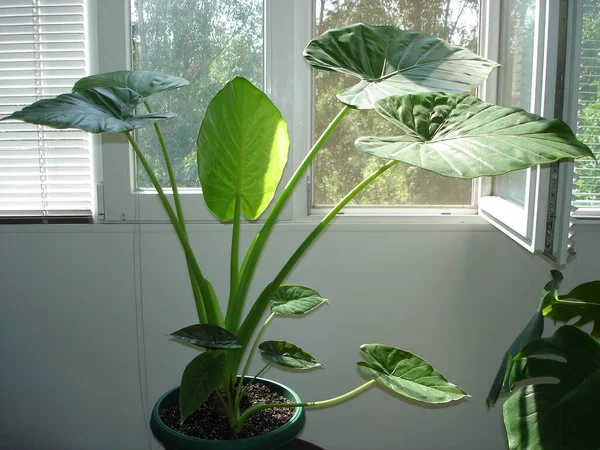 Alocasia Auf Dem Balkon Stockfoto