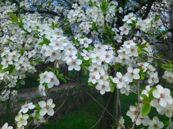 Spring Flowering Park — Stock Photo, Image