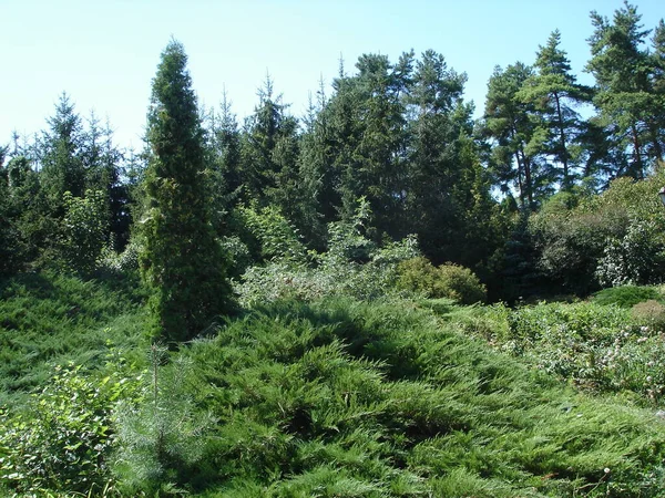 Grönt Hörn Arboretumet — Stockfoto