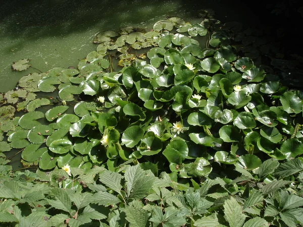 Водяная Лилия Пруду Парка — стоковое фото