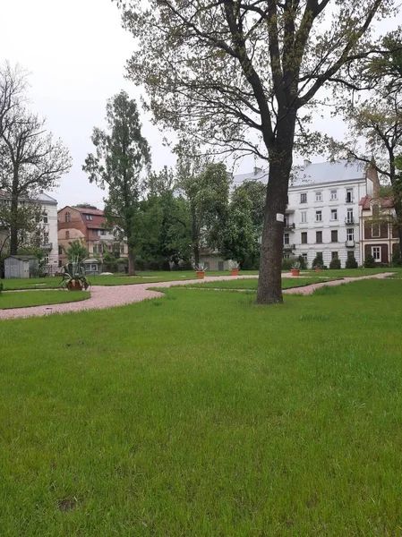 Erba Fresca Primaverile Nel Parco — Foto Stock