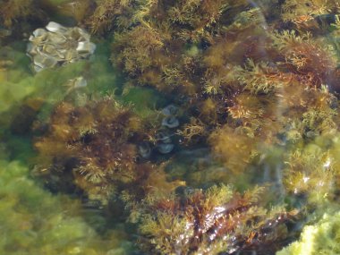 Deniz yatağında yaşayanlar