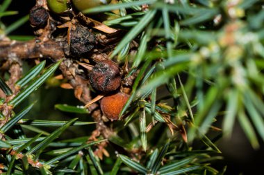 Close up of pine trees leaves, Greece