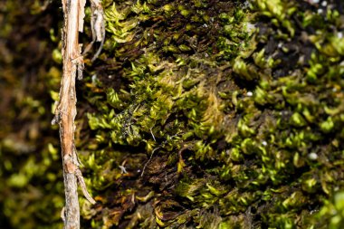 Macro photo of moss on a stump