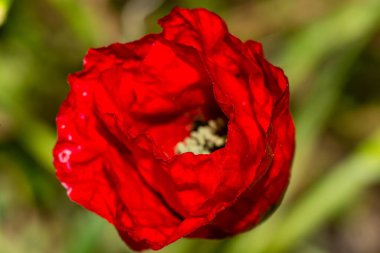 Macro photograph of poppy flower