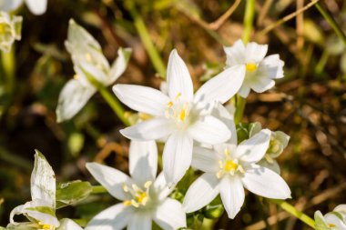 Macro photo of Ornithogalum Umbellatum