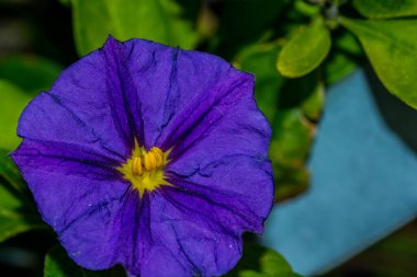 Macro photo of Blue Potato Bush