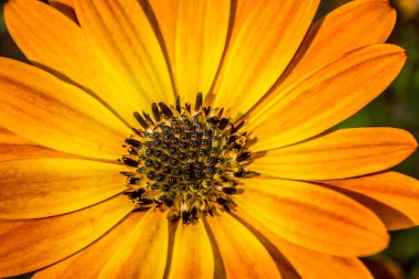 Macro photographe of orange Dimorphotheca ecklonis (osteospermum)