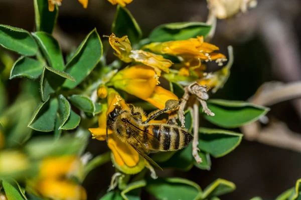 Macro Photo Bee Medicago Arborea Flower — Fotografia de Stock