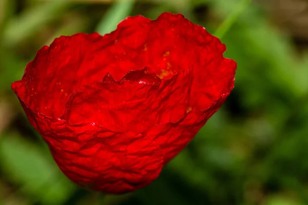 Macro Photograph Poppy Flower — стоковое фото