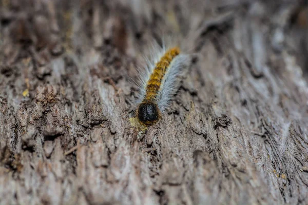 Macro Photography Caterpillars Pine Trees — Stockfoto