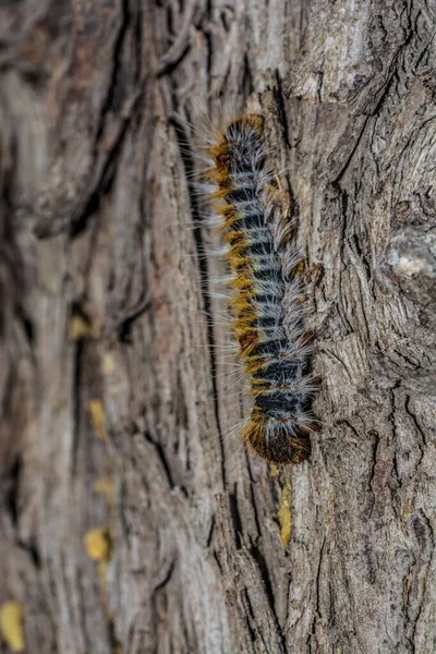 Macro Photography Caterpillars Pine Trees — Fotografia de Stock