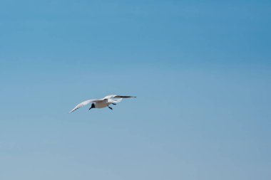Ridibundus Chroicocephalus, black headed seagull from below on a colorful day