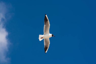 Ridibundus Chroicocephalus, black headed seagull from below on a colorful day
