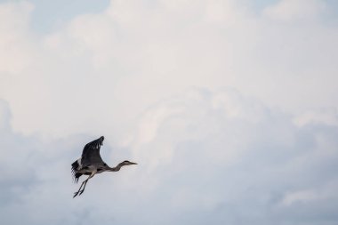 A grey heron flying in a cloudy day at Lefkada Greece