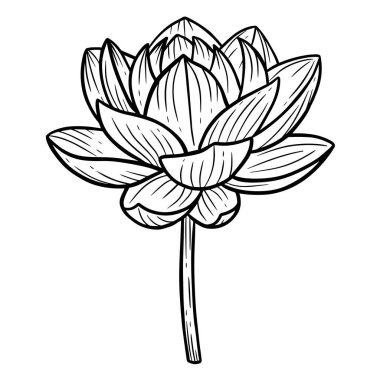 El çizimi nilüfer yaprakları doğal yaprak izole siyah botanik çizgisi çizimi