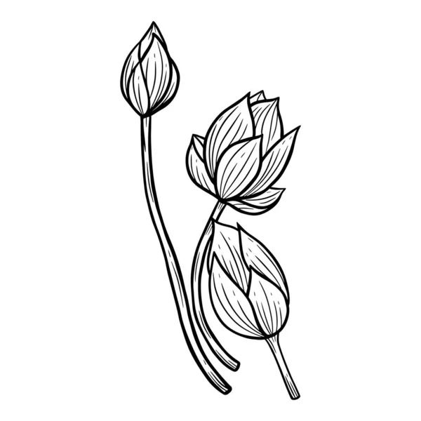 Hand Getekend Bloem Lotus Bladeren Naturals Geïsoleerde Sticker Zwart Botanische — Stockvector