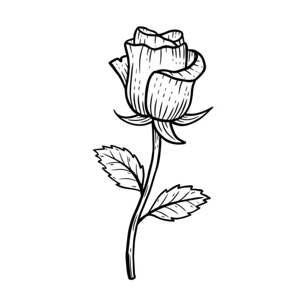 手绘花蔷薇叶自然植物孤立贴纸黑色植物线条艺术图解 — 图库矢量图片