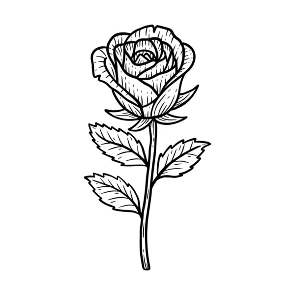 Flor Dibujada Mano Rose Hojas Naturales Aislado Etiqueta Engomada Negro — Vector de stock