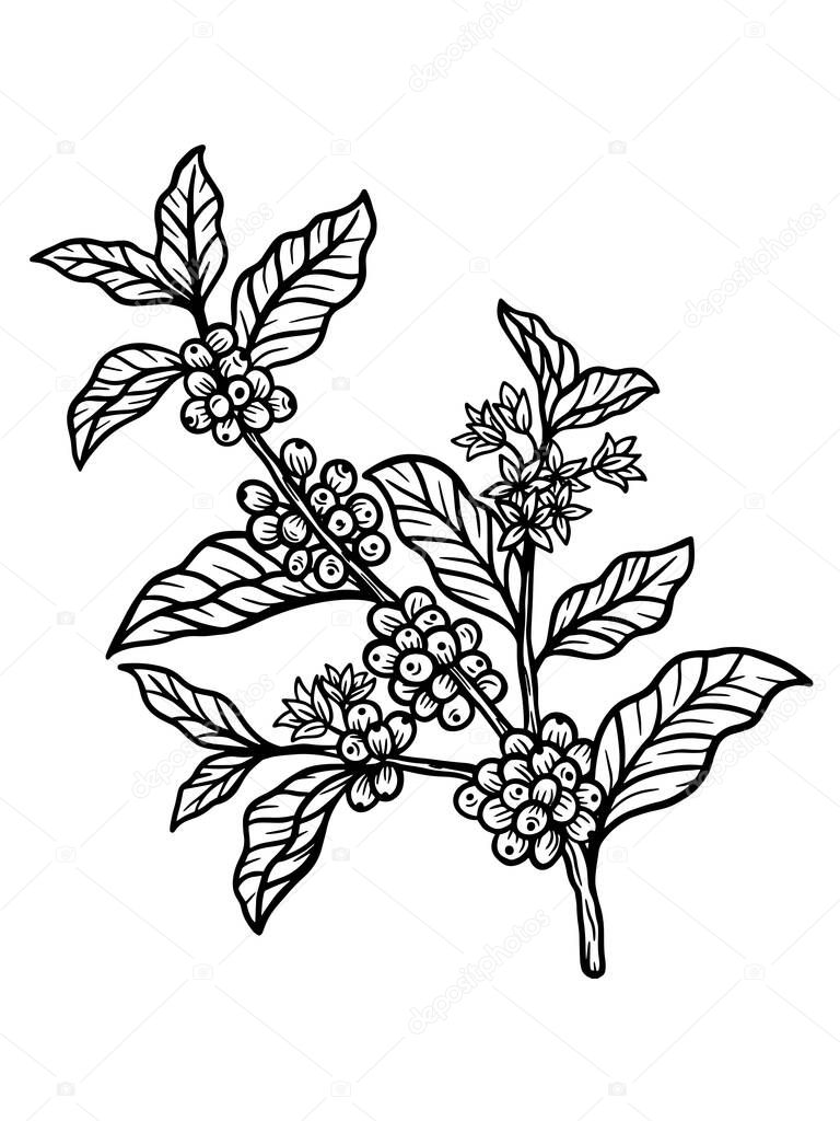 Branch of coffee with beans and leaf hand drawn for Shop Cafe Restaurants illustration