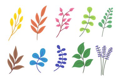 Düz Yaprak Yaprak Paketini Ayarla Bitki Tropikal Botanik İllüstrasyonuName