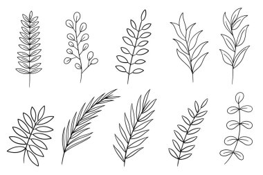 Yaprak yapraklarını ayarla Bitki tasarım ögesi Botanik Dış Çizgi Biçimi illüstrasyonunu ayarla