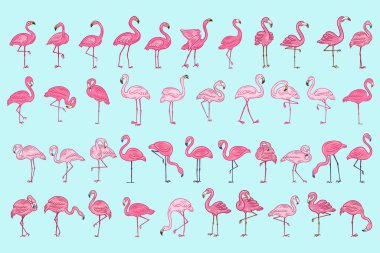 Büyük Sevimli Flamingo Koleksiyonu Pembe Kuş flamingolarını Ayarla Tropik Tropikal Egzotik El çizilmiş düz stil koleksiyonu