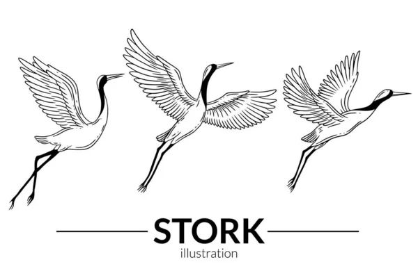 Set Stork Bird Flying Tropical cartoon Wild birds cranes Hand Drawn